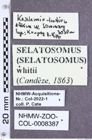 Etikette zu Selatosomus whitei (NHMW-ZOO-COL-0008387)